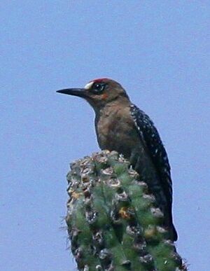 Gray-breasted Woodpecker crop.jpg