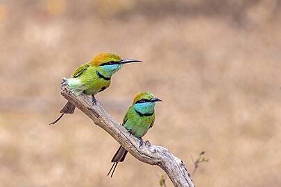 Green bee-eaters (Merops orientalis ceylonicus) hunt 2