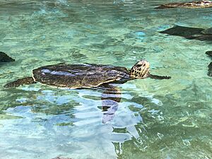 Green sea turtle coming up for air