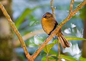 Habia fuscicauda -near Rancho Naturalista, Cordillera de Talamanca, Costa Rica -female-8.jpg