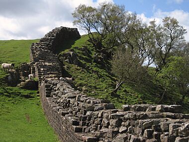 Hadrian's Wall with sheep 1