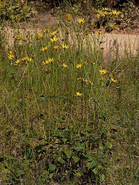 Helianthus silphioides
