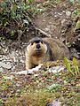 Himalayan Marmot at Tshophu Lake Bhutan 091007 a