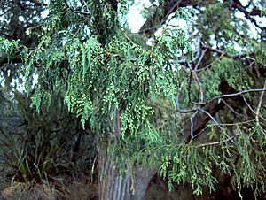 Juniperus flaccida Big Bend NP.jpg