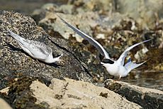 Juvenile white-fronted tern begging parent for food