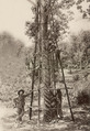 KITLV - 79940 - Kleingrothe, C.J. - Medan - Tapping of a 23-year-old rubber tree on a plantation in Malaysia - circa 1910