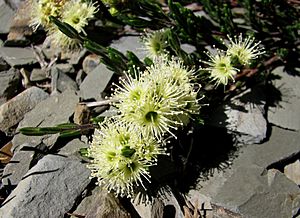 Kunzea muelleri 1015.jpg