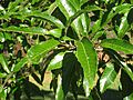 Lasdon Arboretum - Quercus acutissima - IMG 1516