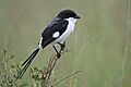 Long-tailed fiscal, Lanius cabanisi