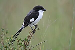 Long-tailed fiscal, Lanius cabanisi.jpg