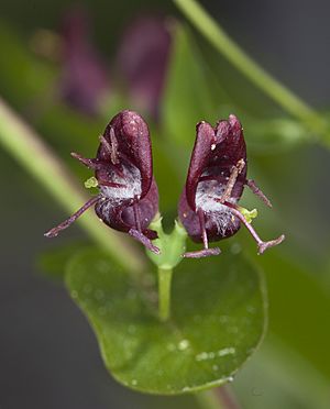 Lonicera conjugialis (purpleflower honeysuckle) (5991510753).jpg