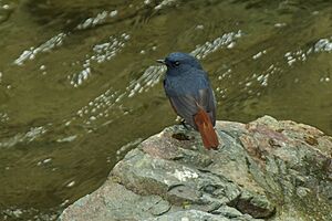 Luzon Water Redstart.jpg