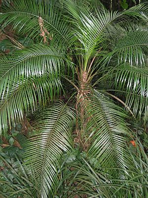 Lytocaryum wedellianum in Lyon Arboretum.jpg