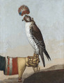 Målning, Isländsk jaktfalk, 1759 - Livrustkammaren - 89009