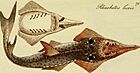 M.E. Blochii Systema ichthyologiae iconibus CX illustratum (1801) (14766102852).jpg