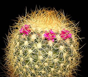 Mammillaria rhodantha ssp pringlei2 ies.jpg