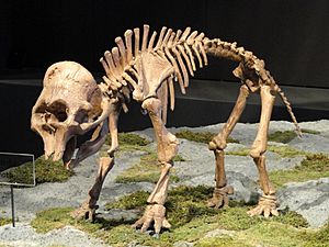 Mammuthus columbi (young) - Natural History Museum of Utah - DSC07258
