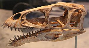 Masiakasaurus skull at FMNH