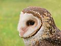 Masked owl head4443