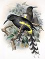 Moho apicalis-Keulemans