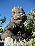 Mona ground iguana no.2