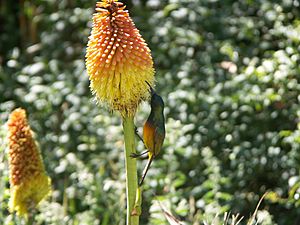 Orange-breasted Sunbird (Nectarinia violacea)