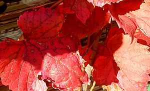 Ornamental grapevine leaves