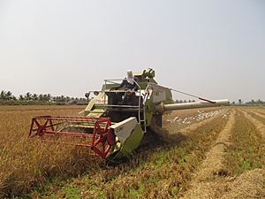 Paddy Harvesting, Thrissur Kole Wetlands IMG 5482