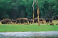 Periyar Thekkady
