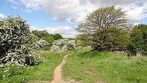 Pevensey Road Nature Reserve 7