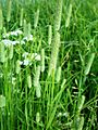 Phleum pratense001