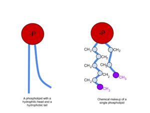 Phospholipid Chemicalmakeup