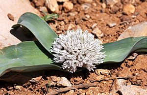PikiWiki Israel 3351 Allium libani.jpg