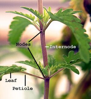 Plant nodes c