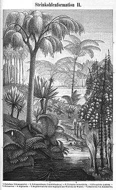 Plants of the Carboniferous age MKL Bd. 15 1890 (128660878)