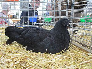 Poule cemani.jpg