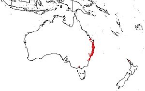 Pouteria australis occurrence data downloaded from the Australasian Virtual Herbarium.jpg