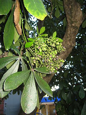 PseudopanaxLessonii-003