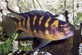 Pseudotropheus Crabo Male
