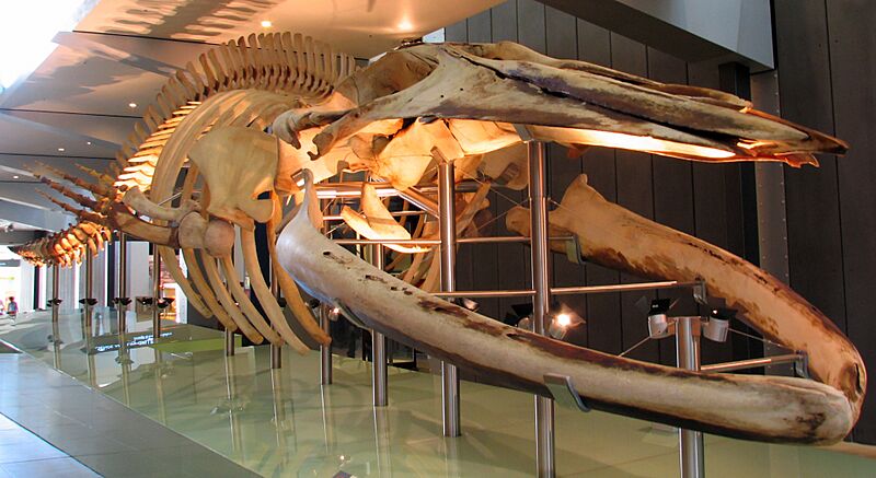 Pygmy blue whale skeleton front