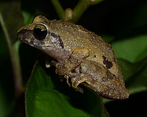 Raorchestes coonoorensis (cropped).jpg