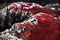 Red Sphagnum Closeup