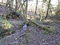 River Line SSSI (1)