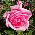 Rosa Rod Stillman 1
