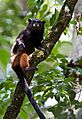 Saguinus fuscicoliis weddelli