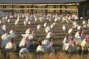 Sanpete turkeys