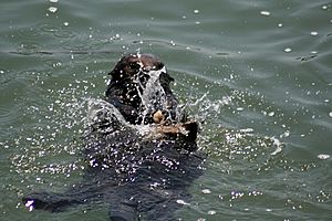 Sea Otteruses a rock to brake a shell open
