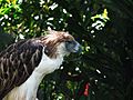 Sir Arny(Philippine Eagle)