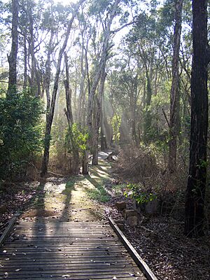 Six Mile Creek Boardwalk - panoramio