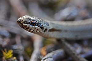 Smooth Snake (Coronella austriaca) (7345077432).jpg